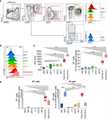 Autofluorescence identifies highly phagocytic tissue-resident macrophages in mouse and human skin and cutaneous squamous cell carcinoma